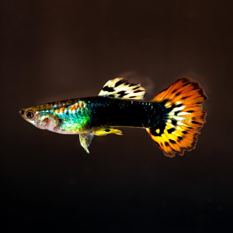 Dragon Guppy (Pair)