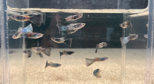Metallic Snakeskin Guppy (Pair) (Show)