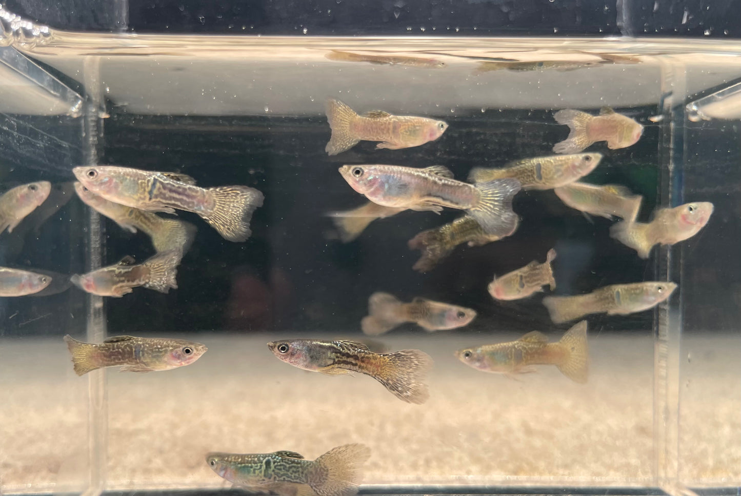 Purple Lace Guppy (Pair) (Show)