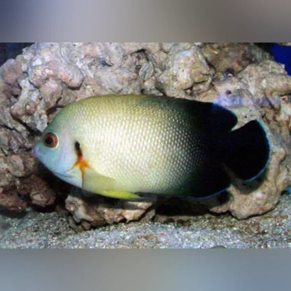 Fish with a black and white pattern in an aquarium setting
