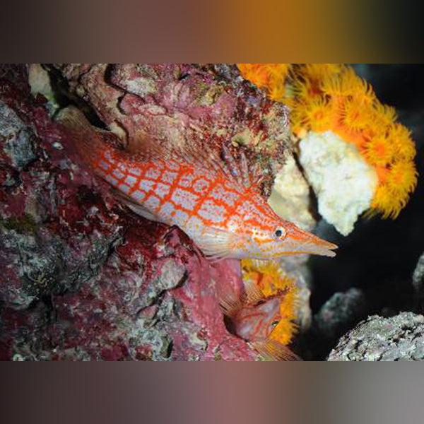 Longnose Hawkfish