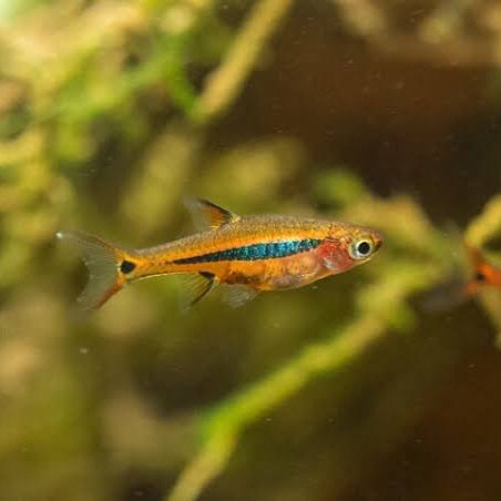 Least Rasbora