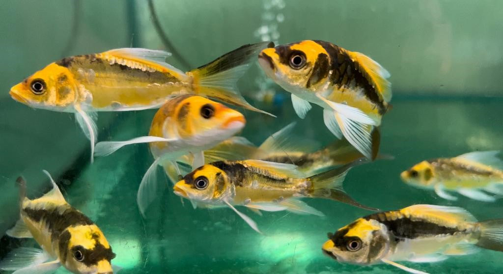 Koi AquariumFish koi-aquariumfish