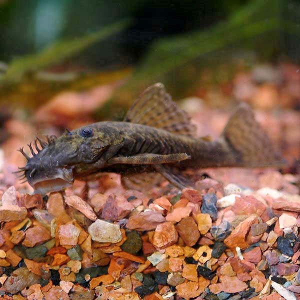 L-144 Bushynose Pleco (3-Pack)