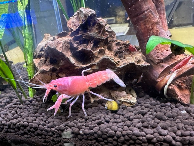 Barbie Pink Lobster