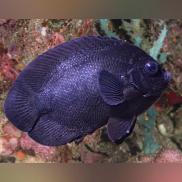 Midnight Angelfish