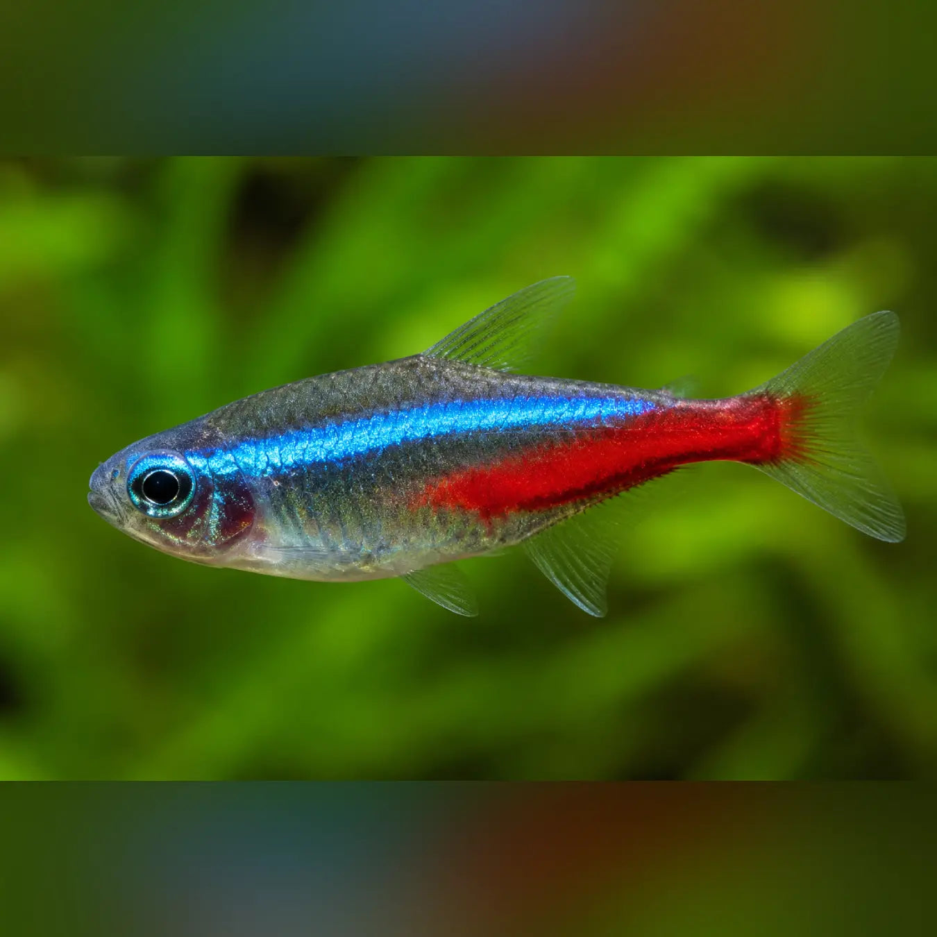 A small neon tetra fish with a bright blue body stripe and red horizontal band, swimming against a soft green underwater background.