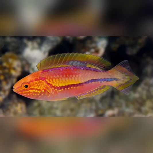 Pintail Fairy Wrasse