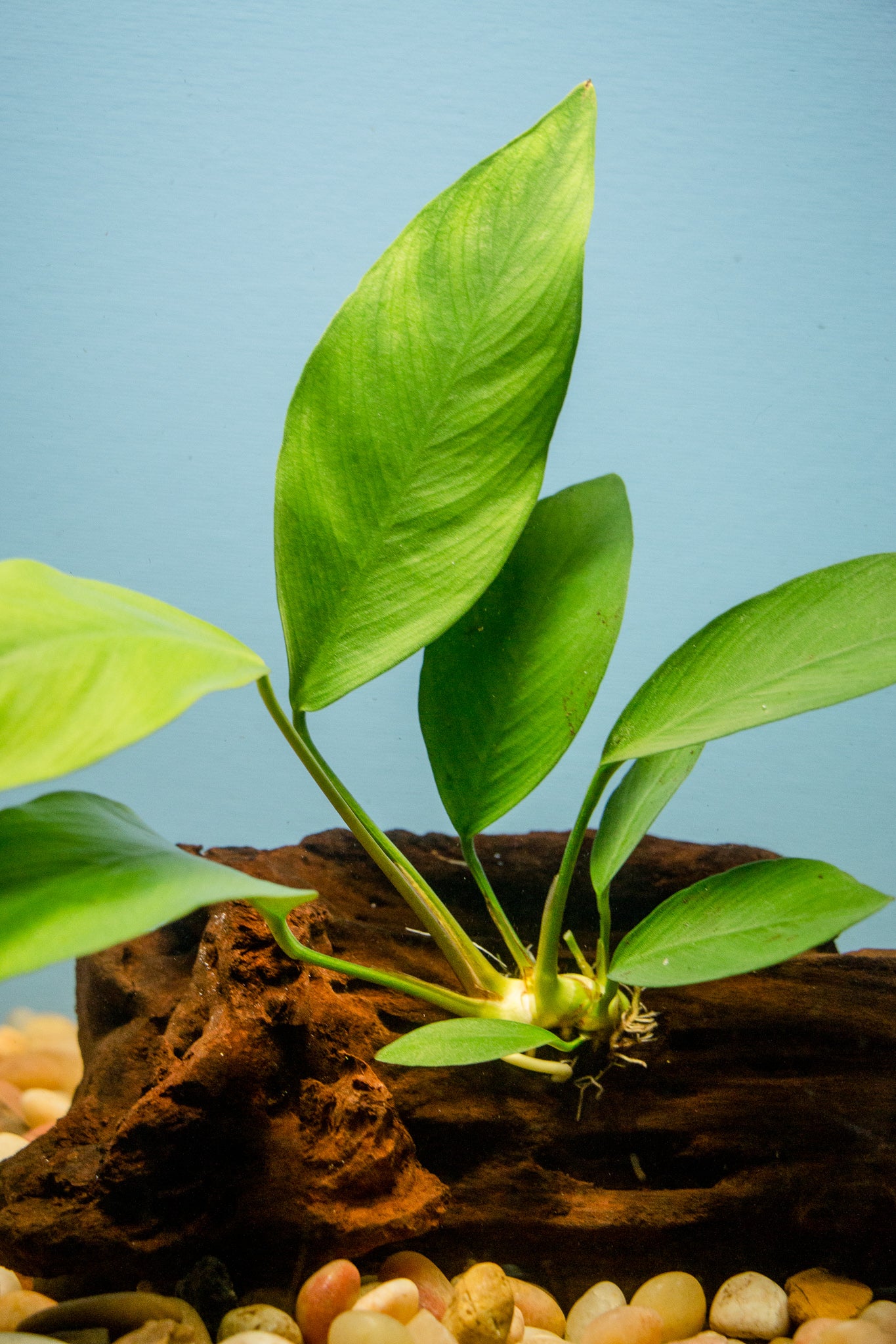 Anubias Barteri on Driftwood
