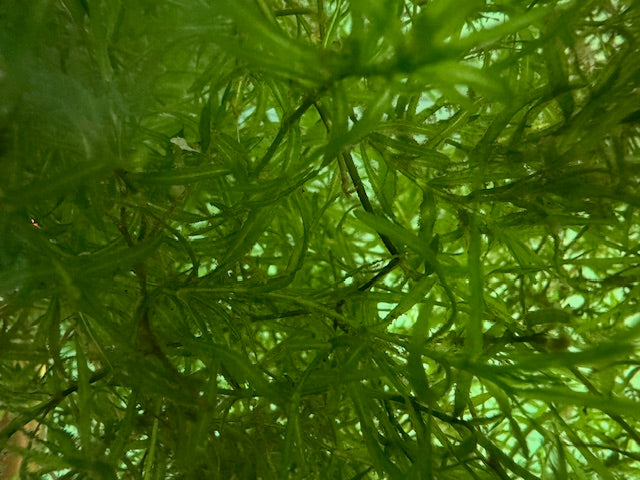 Guppy Grass