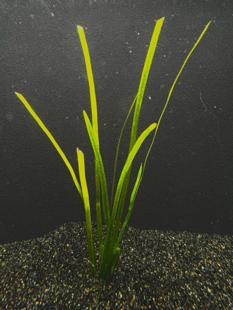 Italian Vallisneria