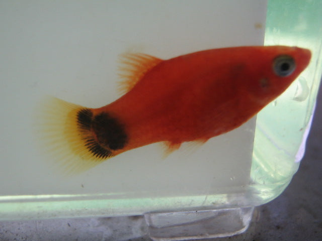 Red Mickey Mouse Platy (clubhouse of 4) – AquariumFish.com