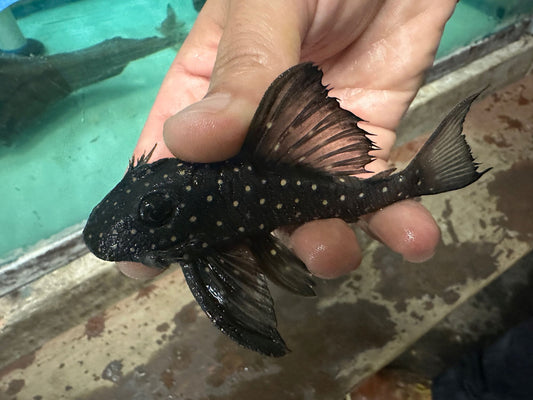 L-501 Black Phantasm Pleco