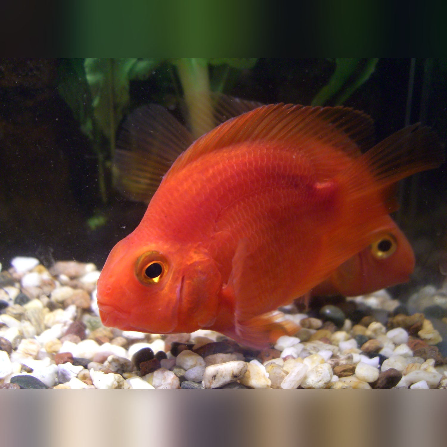 Purple Parrot Cichlid