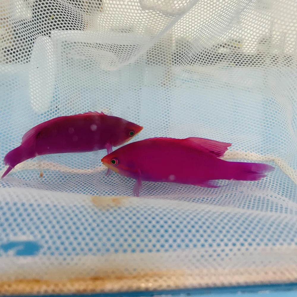 Purple Queen Anthias