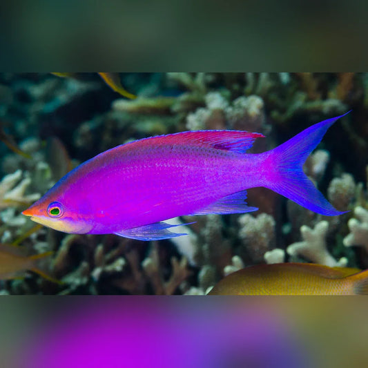 Purple fish swimming in a coral reef