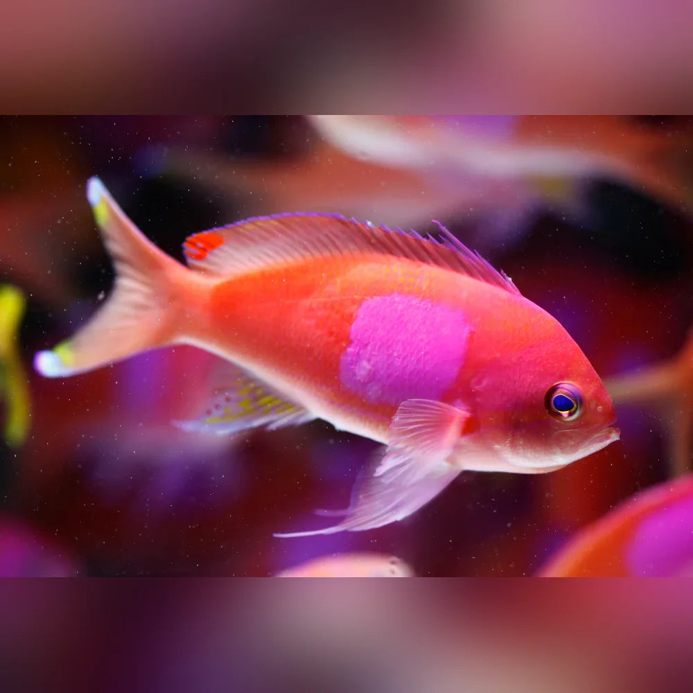 Colorful fish with pink and orange hues swimming in an aquarium setting.