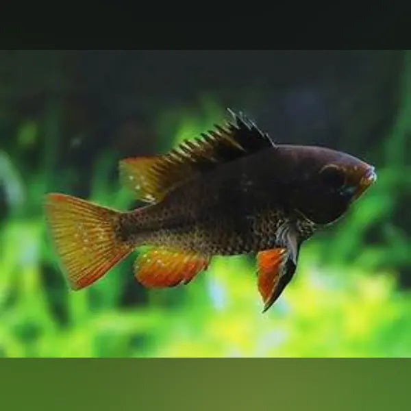 Midnight Black Ram (Group of 3)