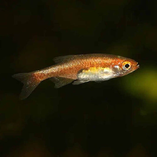Red Dwarf Rasbora