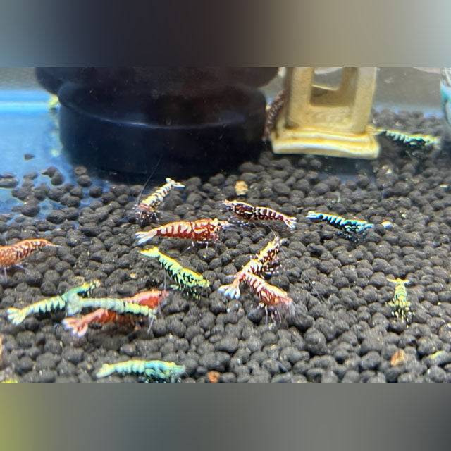 Red Galaxy Shrimp Grade A-S