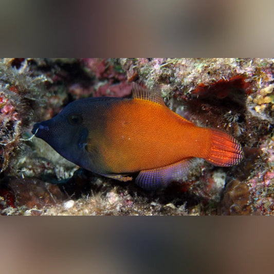 Red Tail Filefish