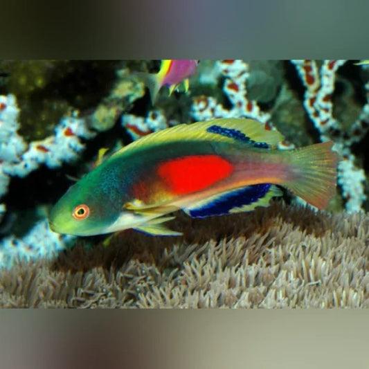 Scott's Fairy Wrasse