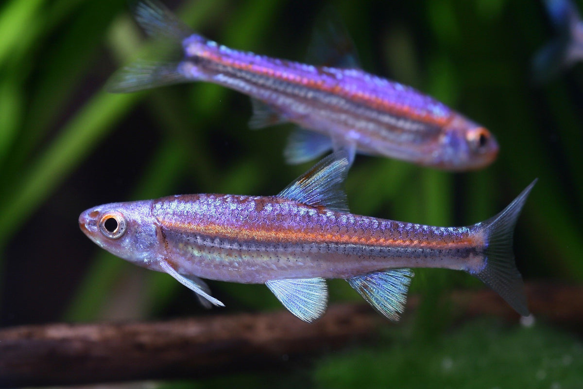 Rainbow Shiner for sale – AquariumFish.com