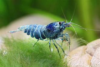 Extreme Blue Bolt Shrimp