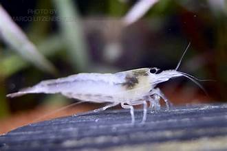 Snow White Amano Shrimp