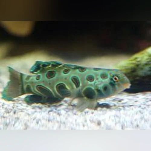 Spotted Mandarin Goby