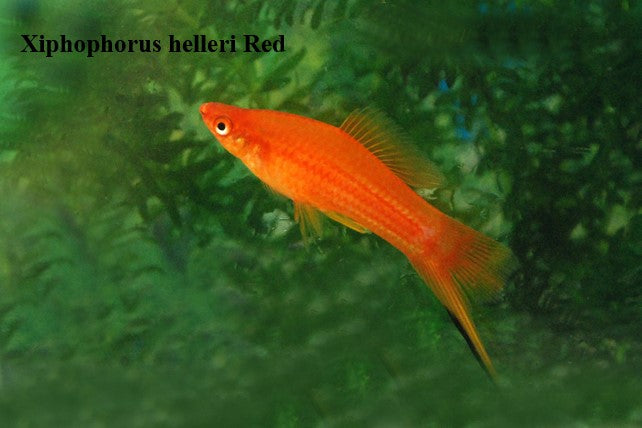 Red Swordtail – AquariumFish.com