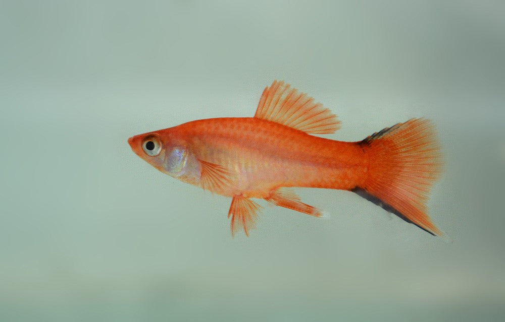 Pink Solar Swordtail