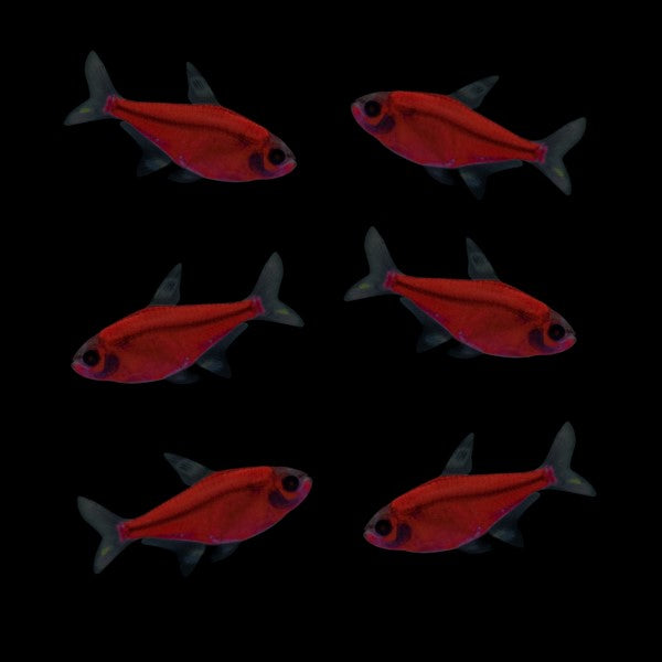 Red Glofish Pristella Tetra