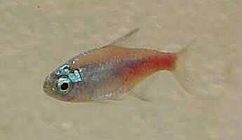 Diamond Head Neon Tetra