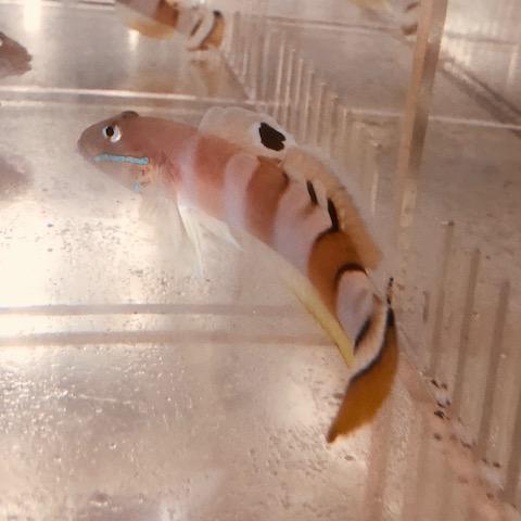 Tiger Watchman Wardi Goby