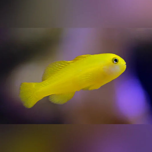 Yellow fish swimming in an aquarium with a blurred background