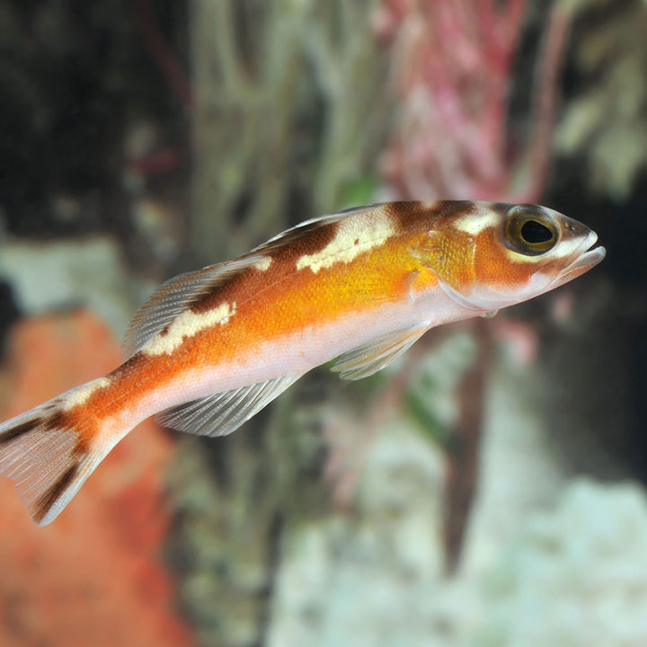 Basslets – AquariumFish.com