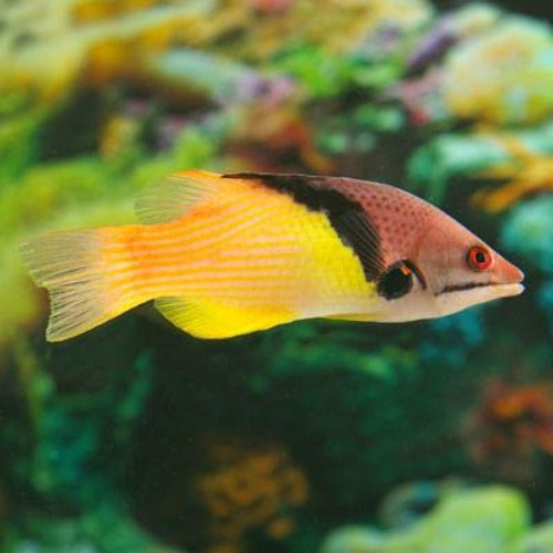 Coral Hogfish