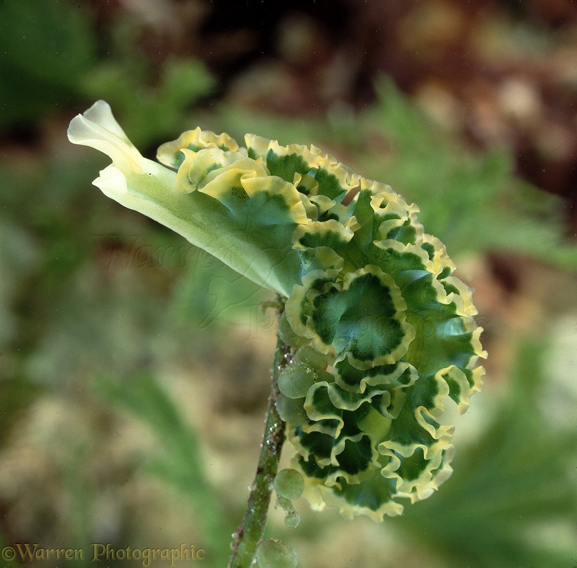 Green Lettuce Sea Slug