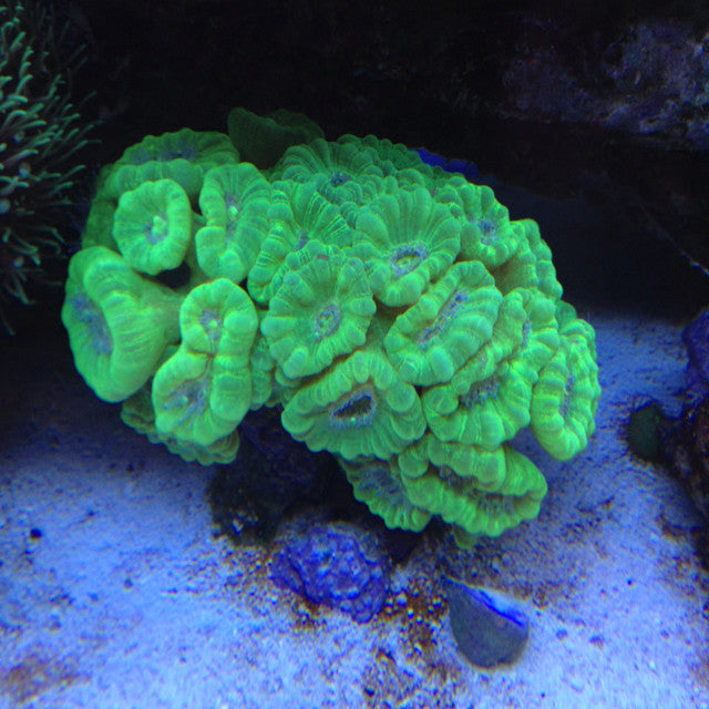 Red and Green Candy Cane Coral