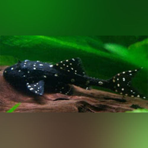 L-155 Pleco Adonis