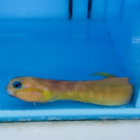 Midas Blenny