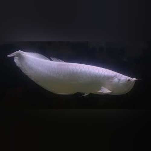 Albino Arowana