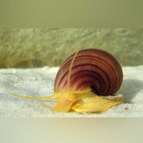 Albino Mystery Snail