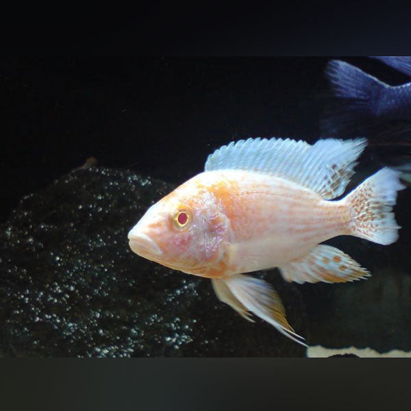 Albino Peacock Cichlid (Aulanocara nyassae)