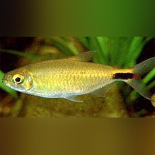 Alestes Tetra