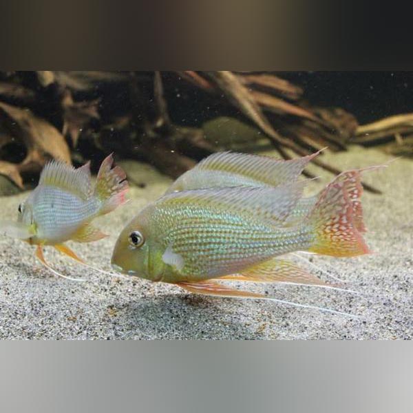 Altifrons Cichlid