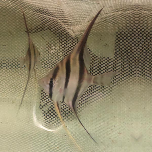 Santa Isabel Altum Angelfish