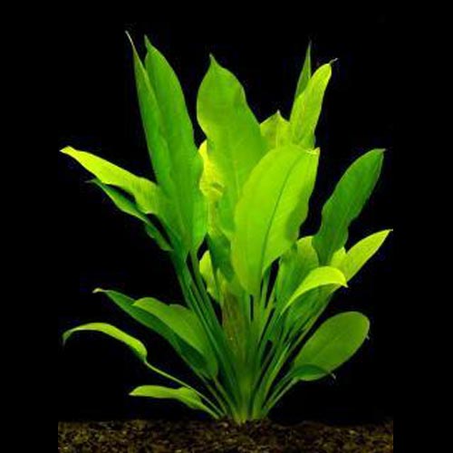 amazon plastic aquarium plants Amazon Sword Plant for sale – AquariumFish.com