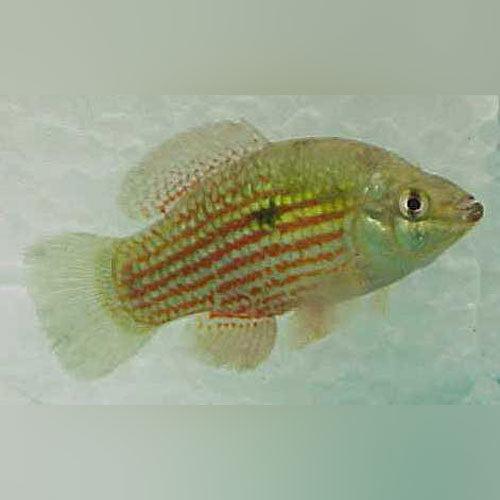 Red Flag Fish American Flagfish for sale – AquariumFish.com